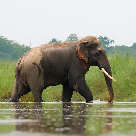 Family House - Bardia National Park Hotel Bardiya Bagian luar foto