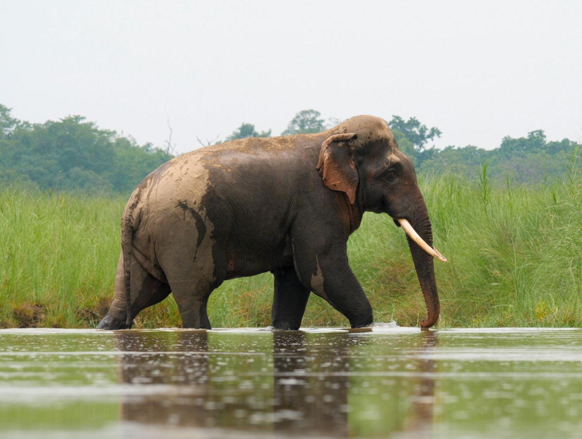 Family House - Bardia National Park Hotel Bardiya Bagian luar foto